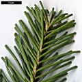 SpeciesSub: var. arizonica